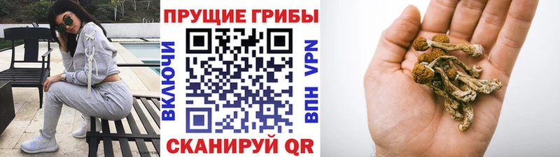 Галлюциногенные грибы MAGIC MUSHROOMS  Купить  Камень-на-Оби 